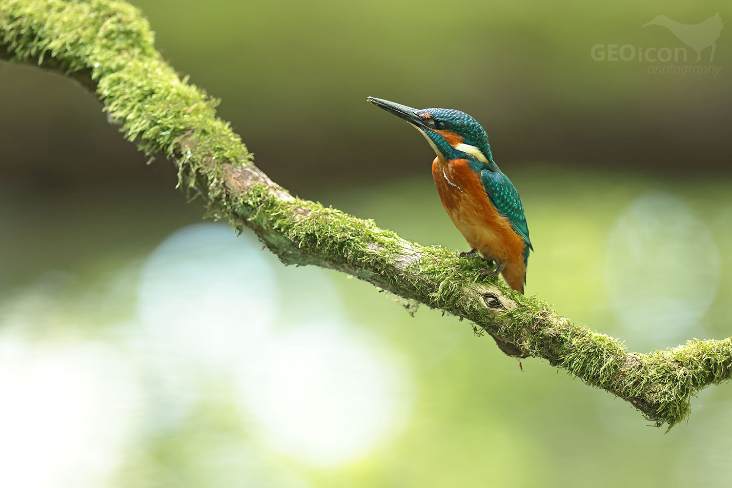 Kingfisher / ledňáček říční (Alcedo atthis)