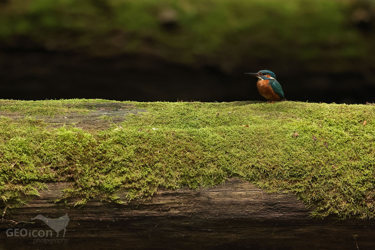Kingfisher / ledňáček říční (Alcedo atthis)