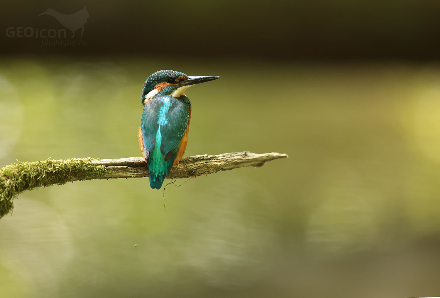 Kingfisher / ledňáček říční (Alcedo atthis)