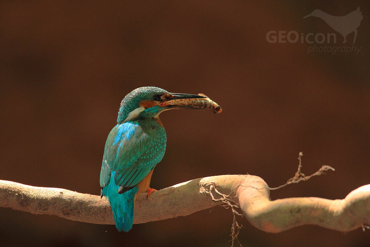 Kingfisher / ledňáček říční (Alcedo atthis)