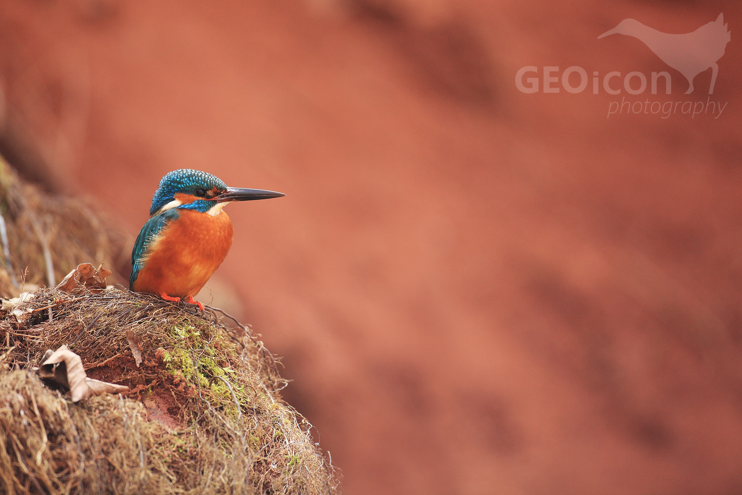 Kingfisher / ledňáček říční (Alcedo atthis)