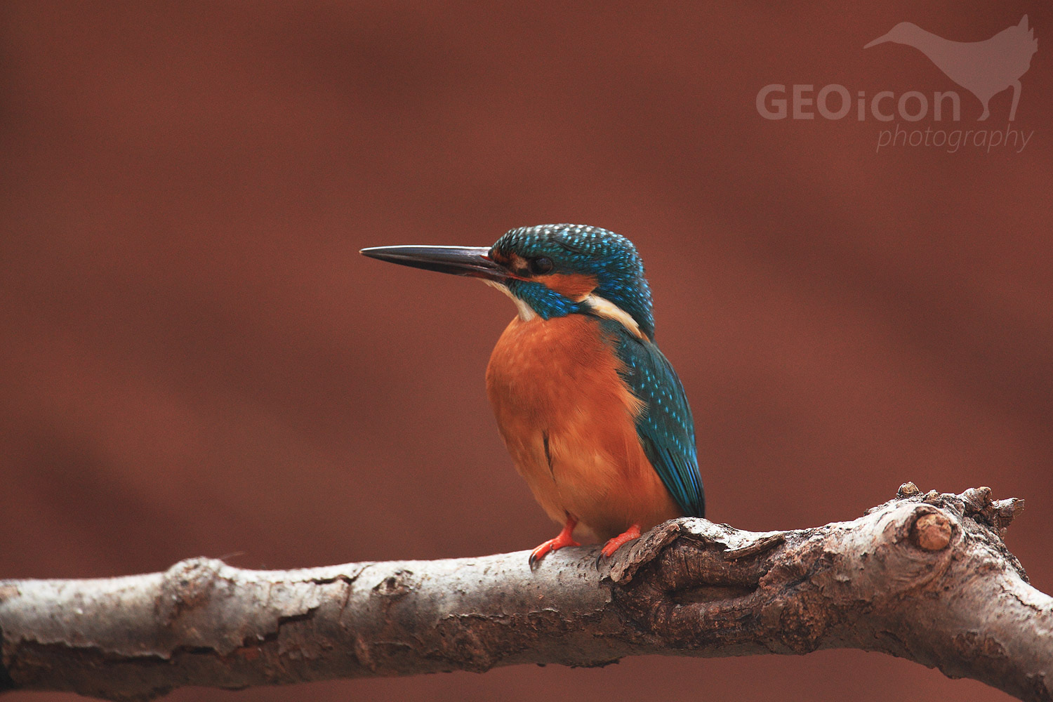 Kingfisher / ledňáček říční (Alcedo atthis)