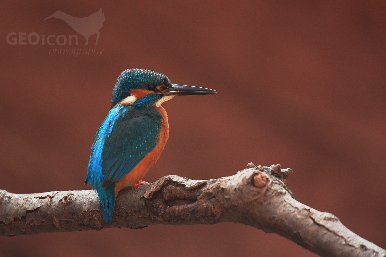 Kingfisher / ledňáček říční (Alcedo atthis)