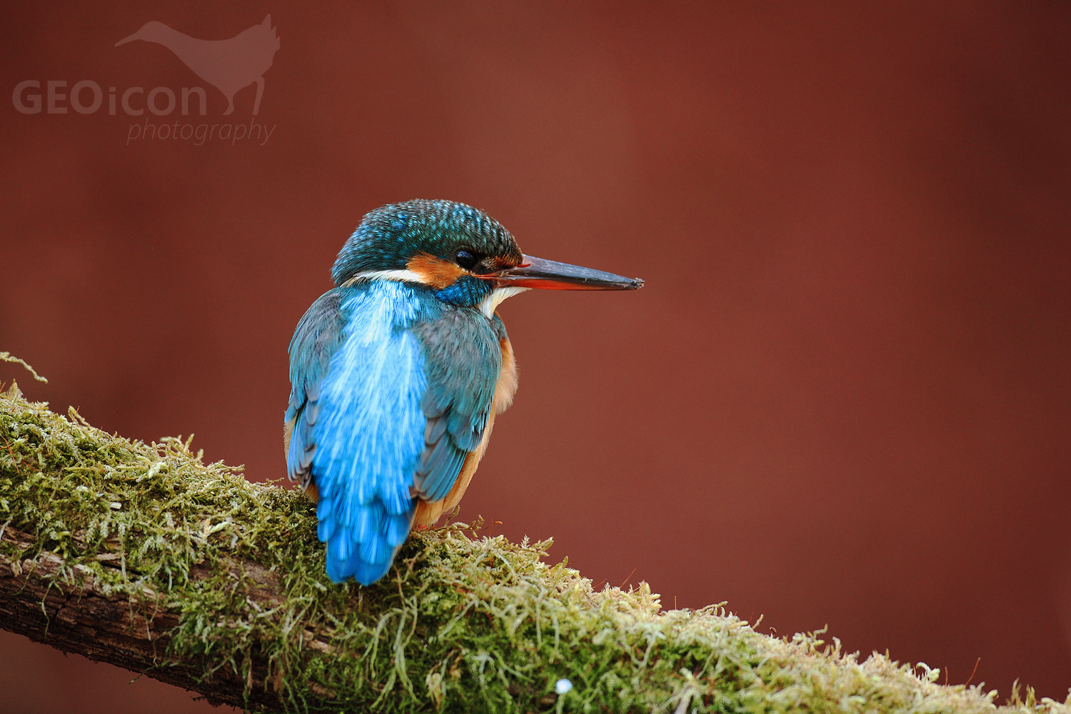 Kingfisher / ledňáček říční (Alcedo atthis)