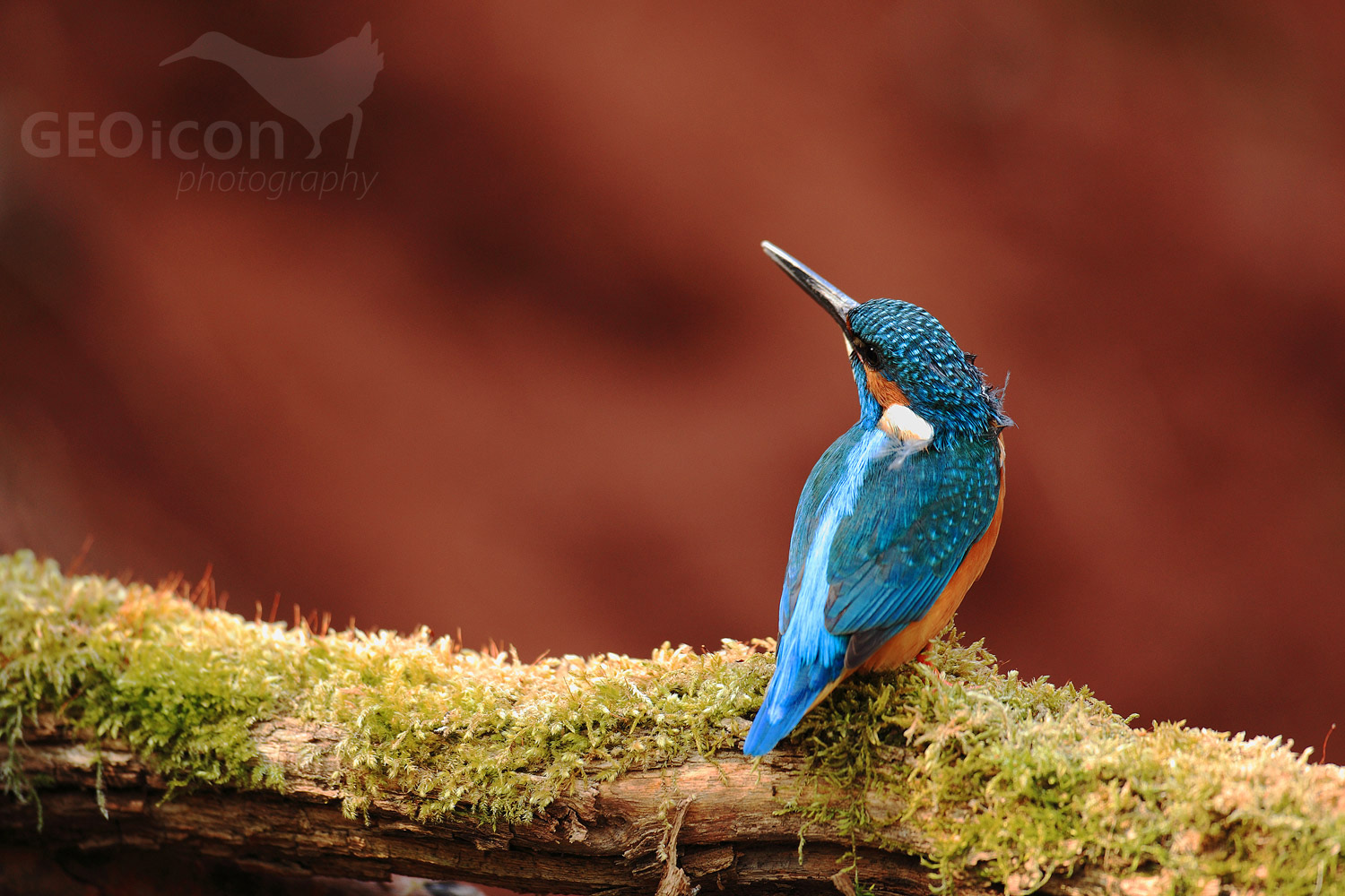Kingfisher / ledňáček říční (Alcedo atthis)