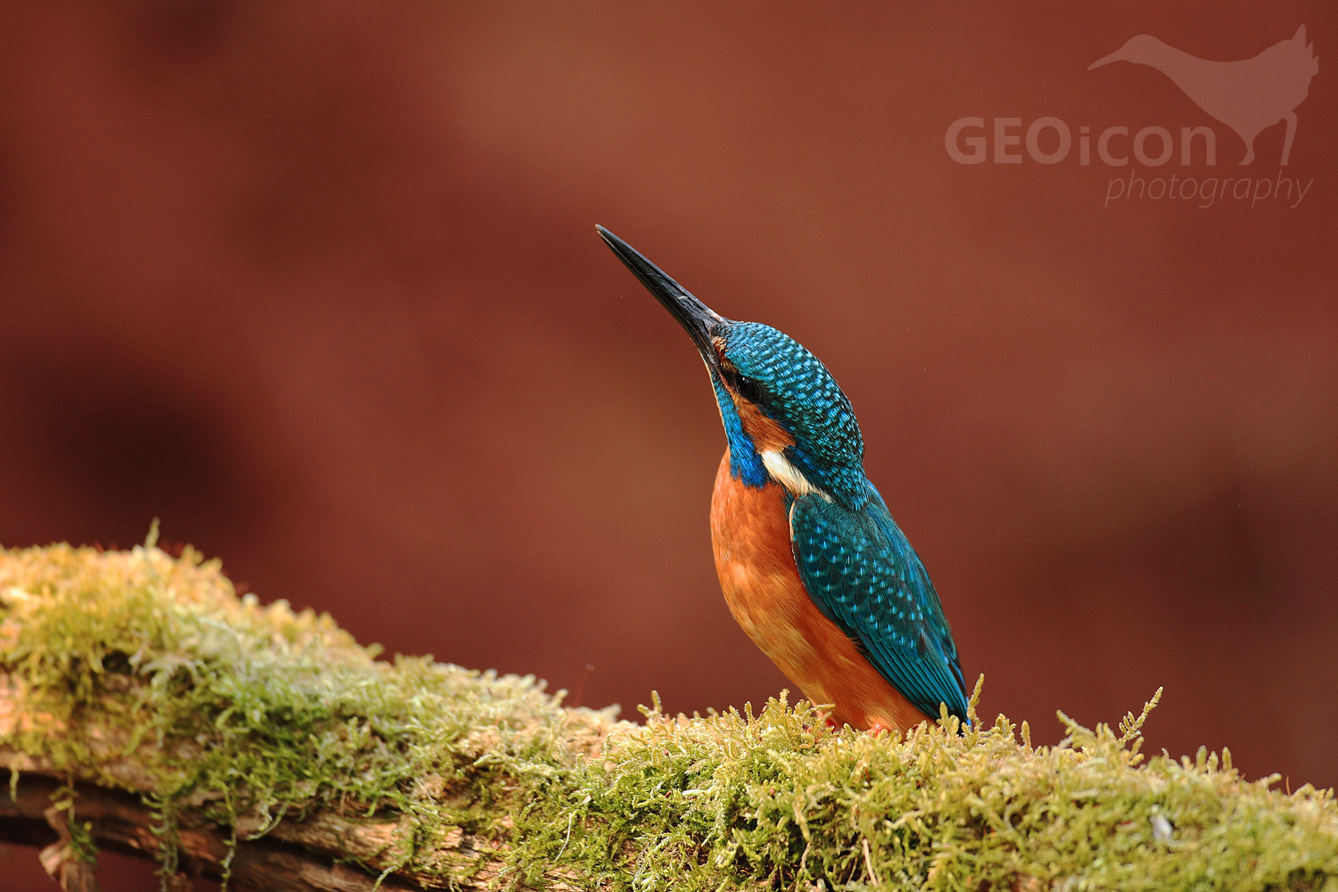 Kingfisher / ledňáček říční (Alcedo atthis)