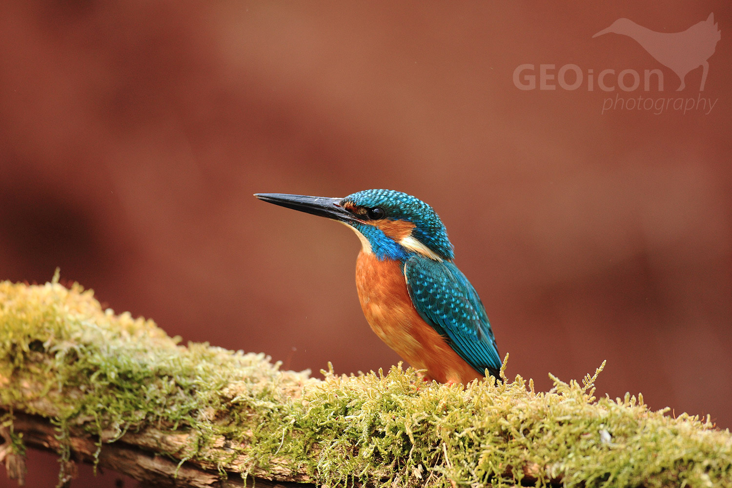 Kingfisher / ledňáček říční (Alcedo atthis)