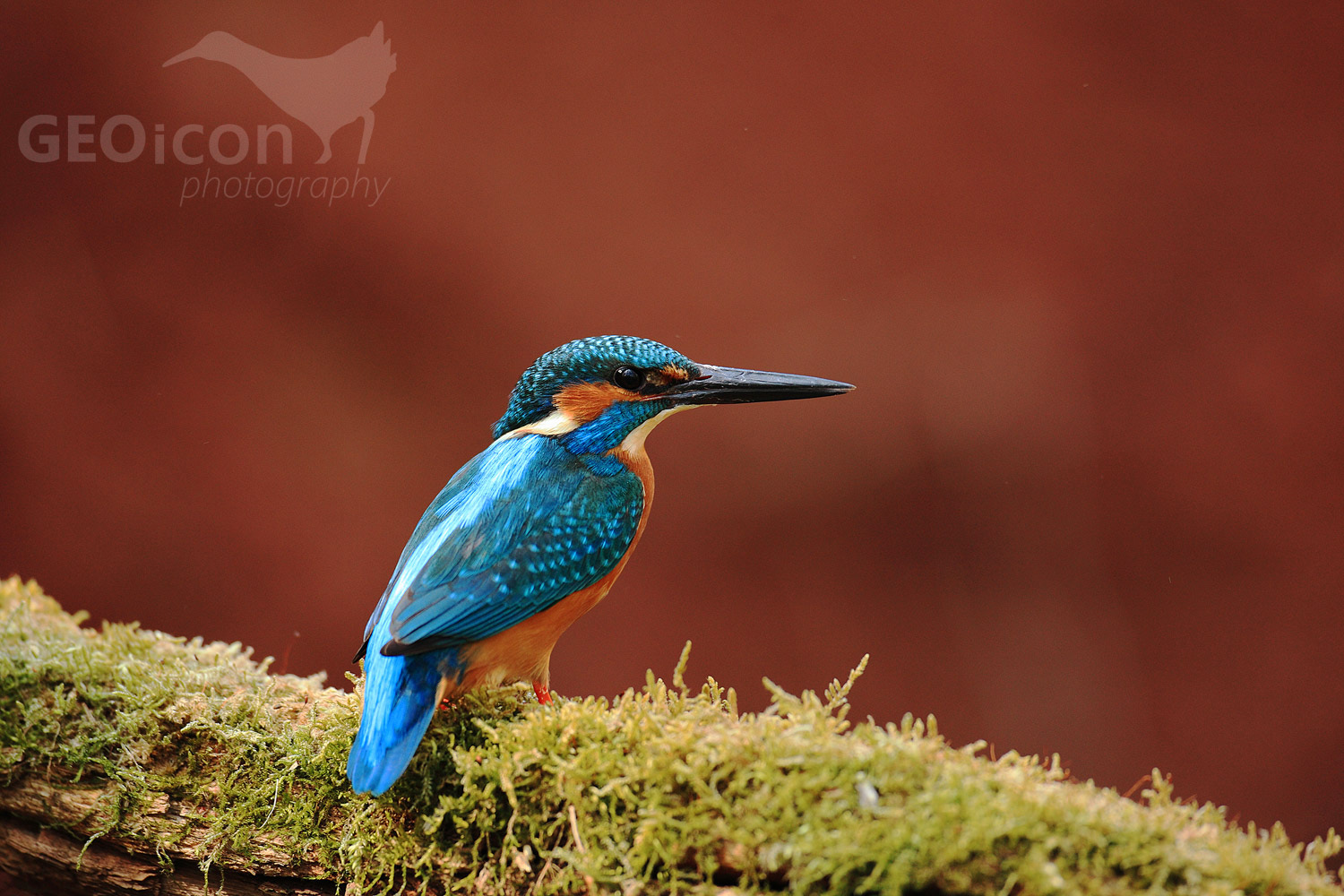 Kingfisher / ledňáček říční (Alcedo atthis)