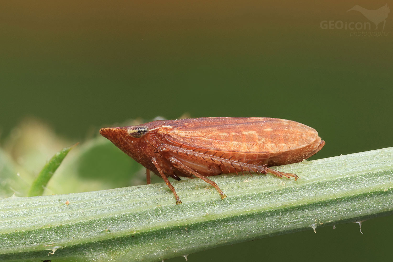 Aphrodes cf. bicincta female