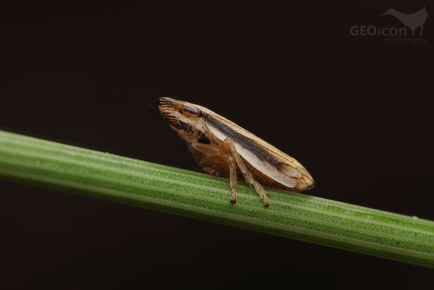Neophilaenus lineatus / pěnodějka
