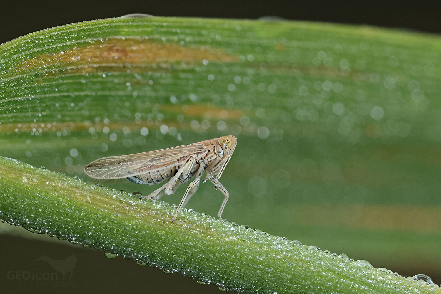Stenocranus major / ostruhovník sp.
