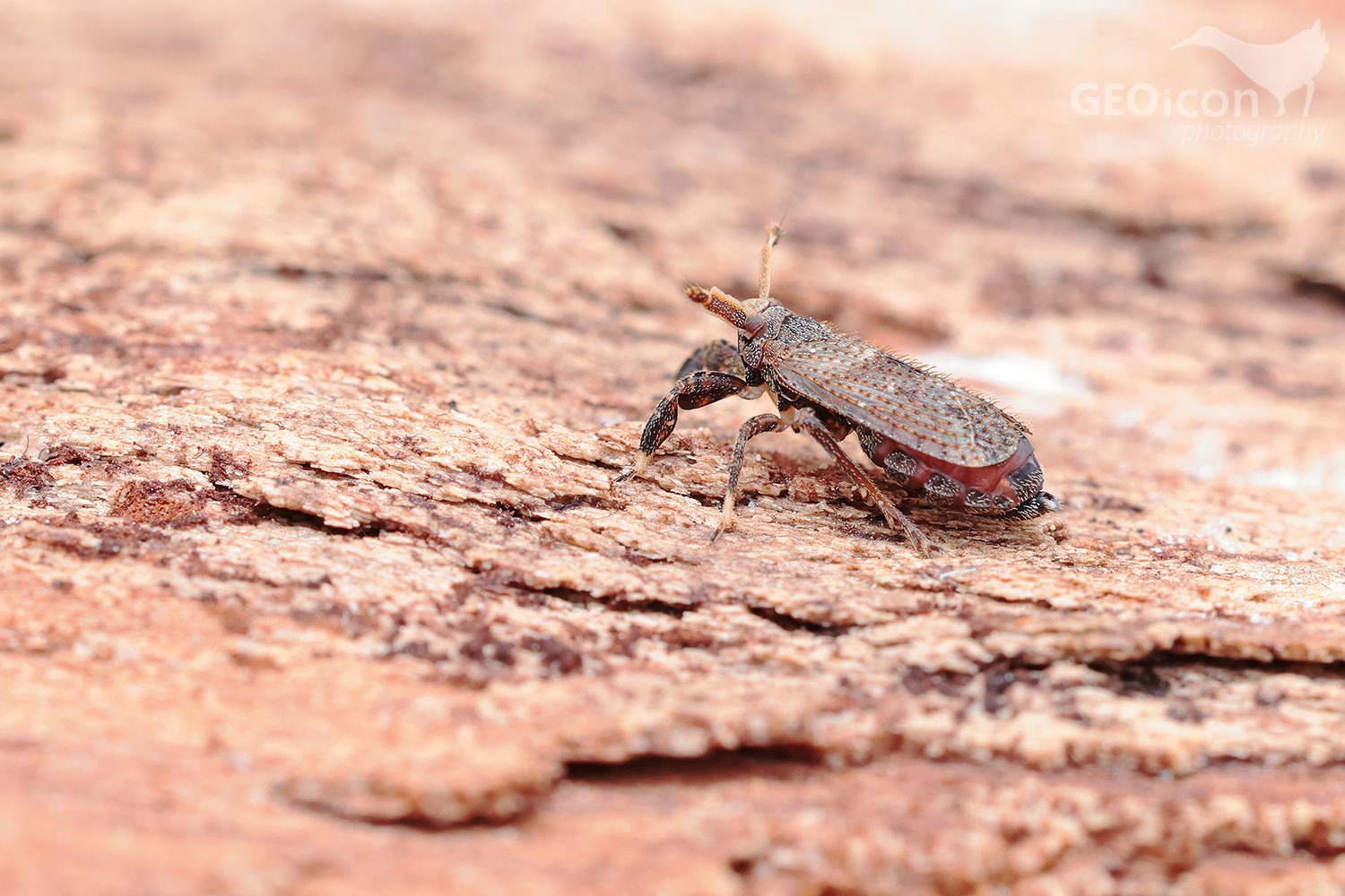 Asiraca clavicornis / ostruhovník tykadlový