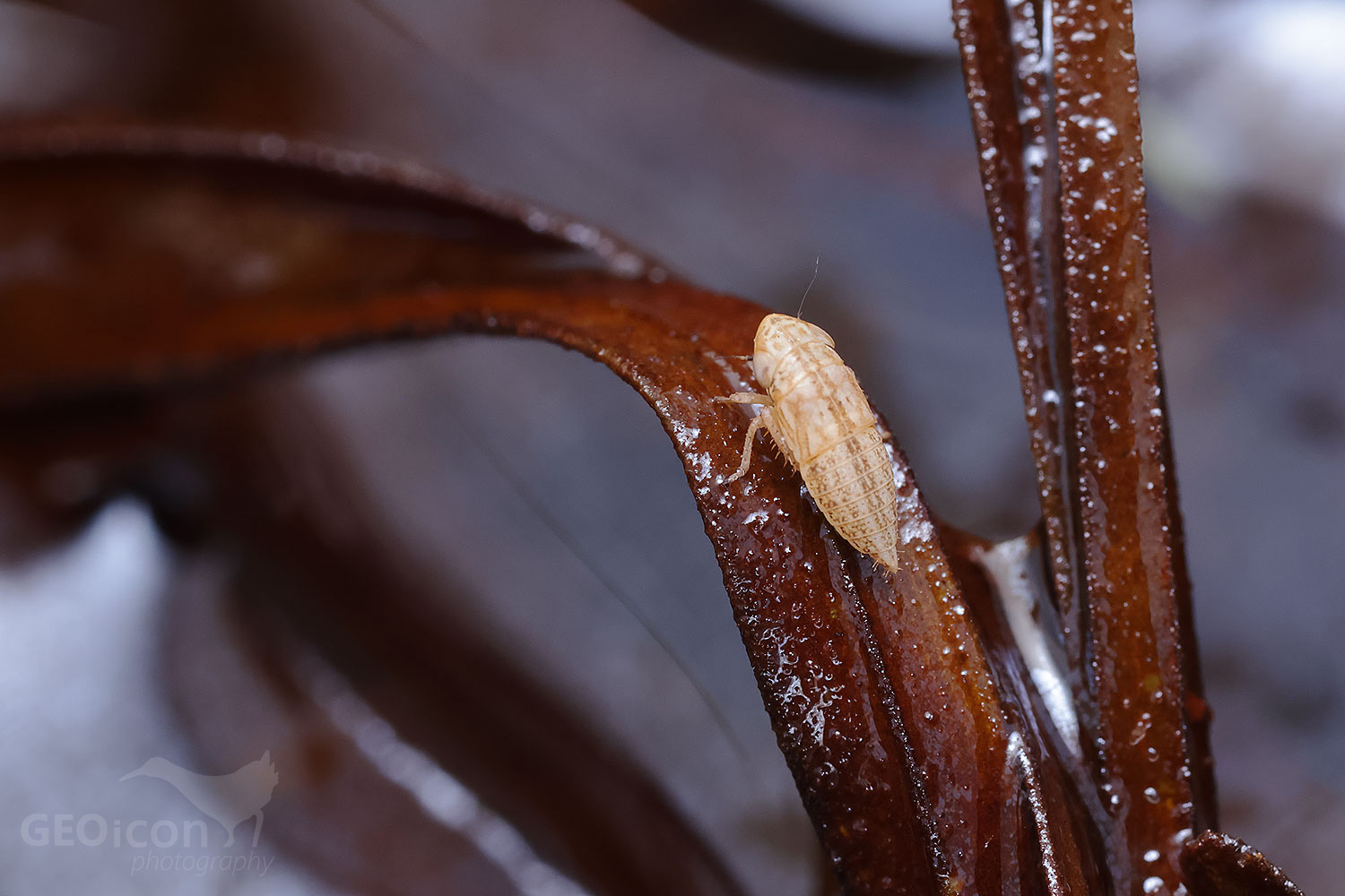 Macustus grisescens