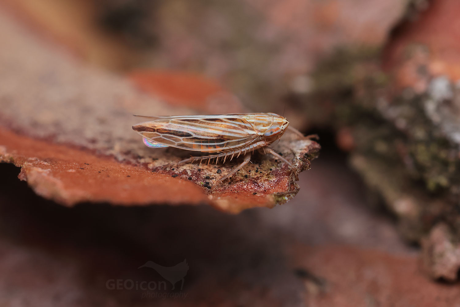 Mocydia crocea