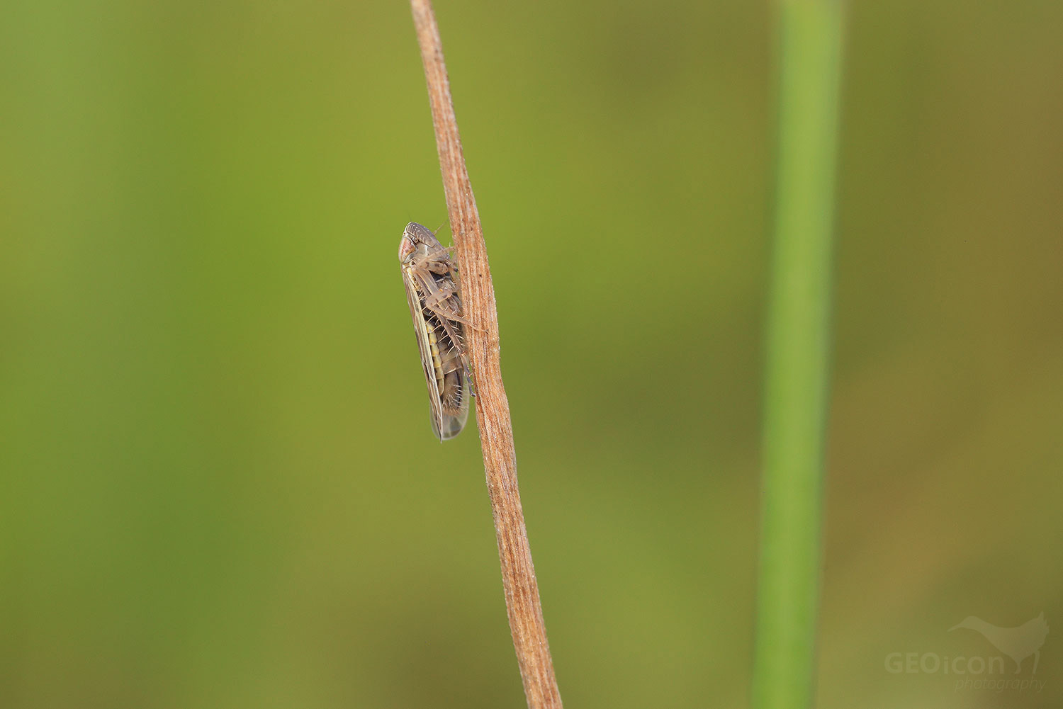 Psammotettix cf. confinis