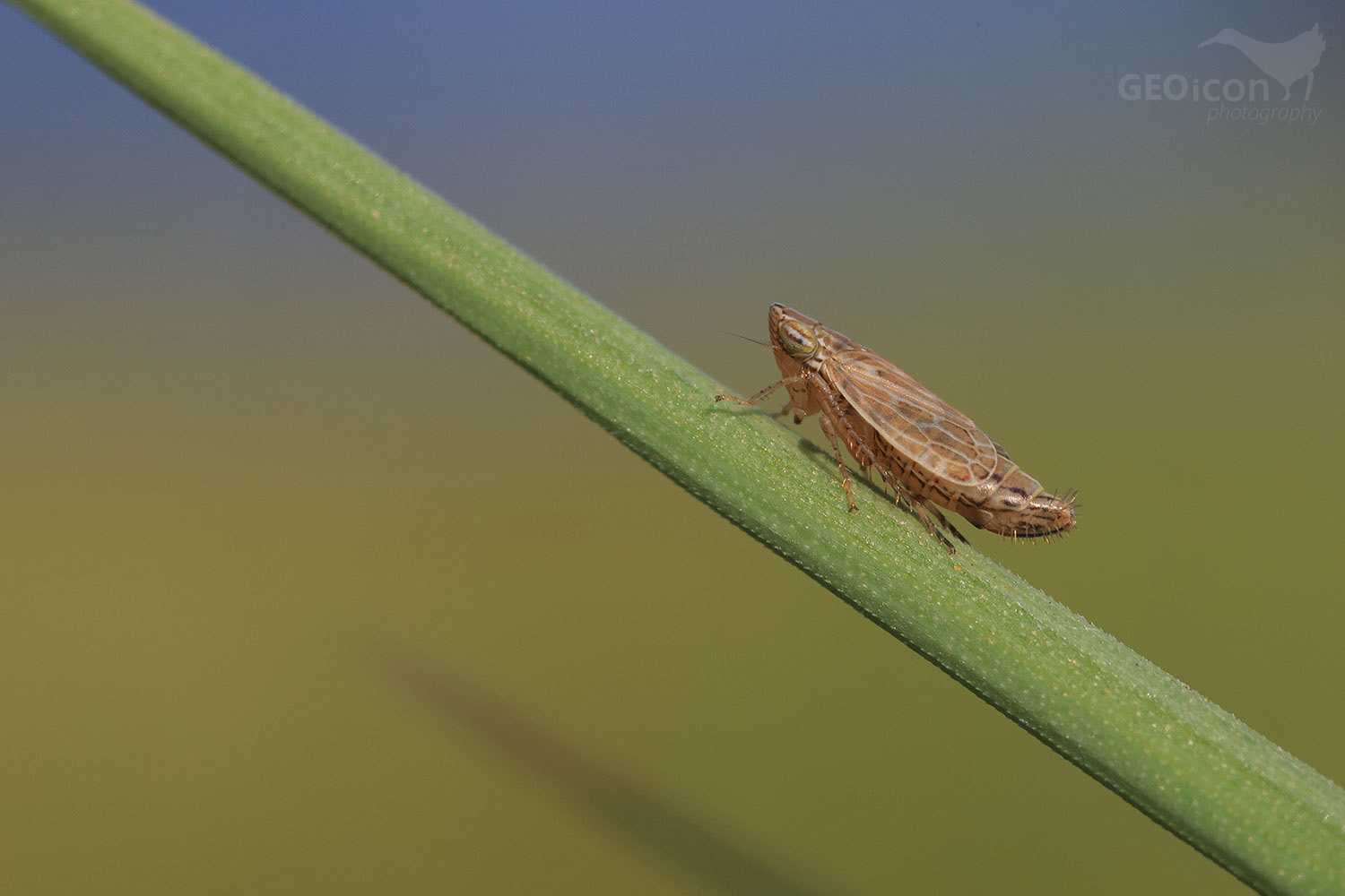 Turrutus socialis / křísek plavý