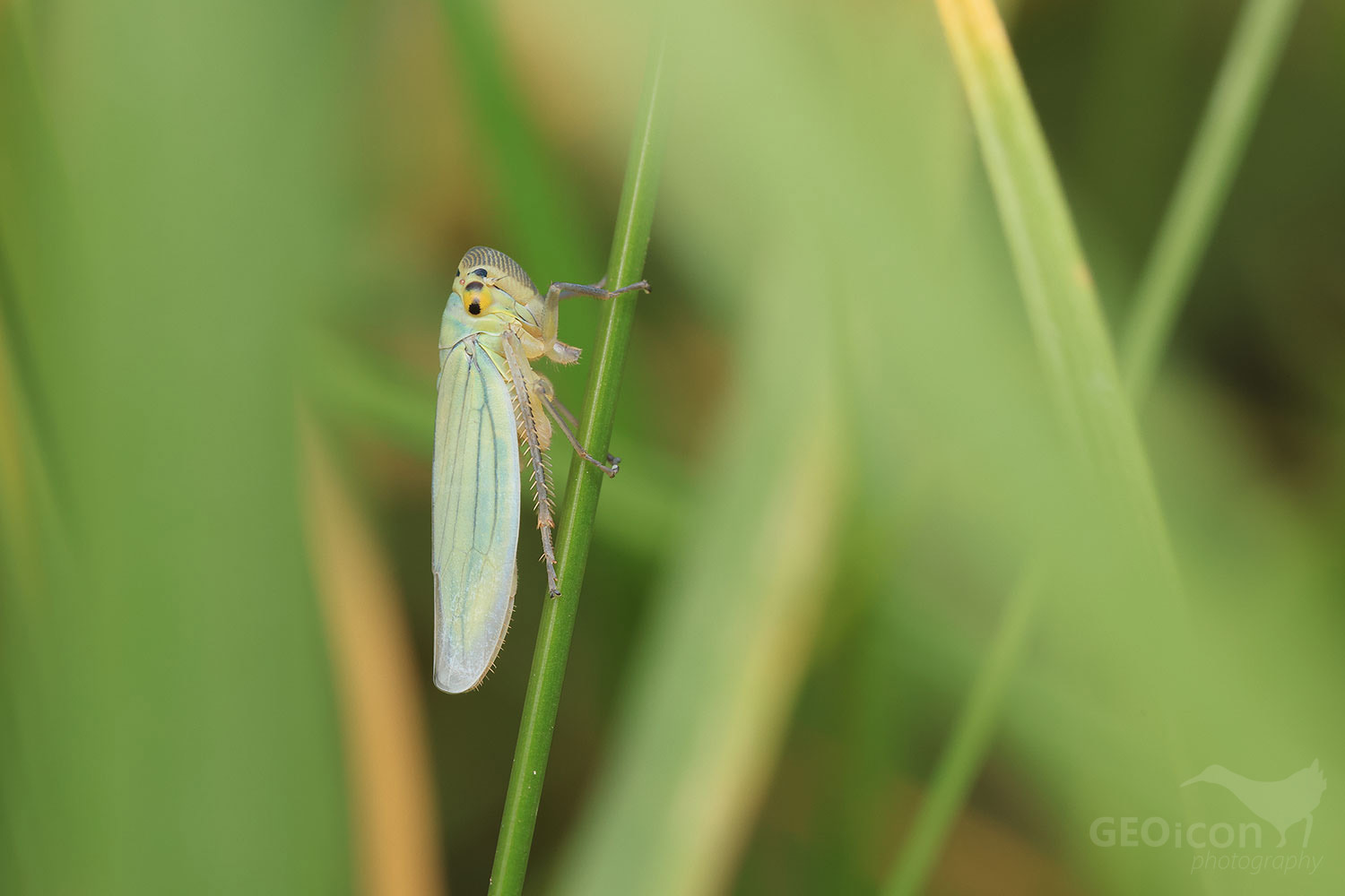 Cicadella viridis