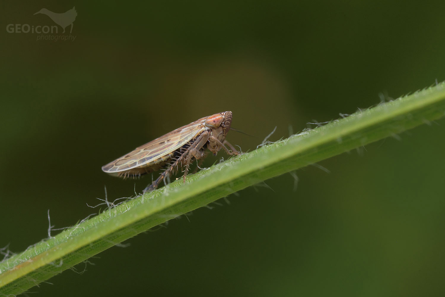 Psammotettix alienus or P. confinis