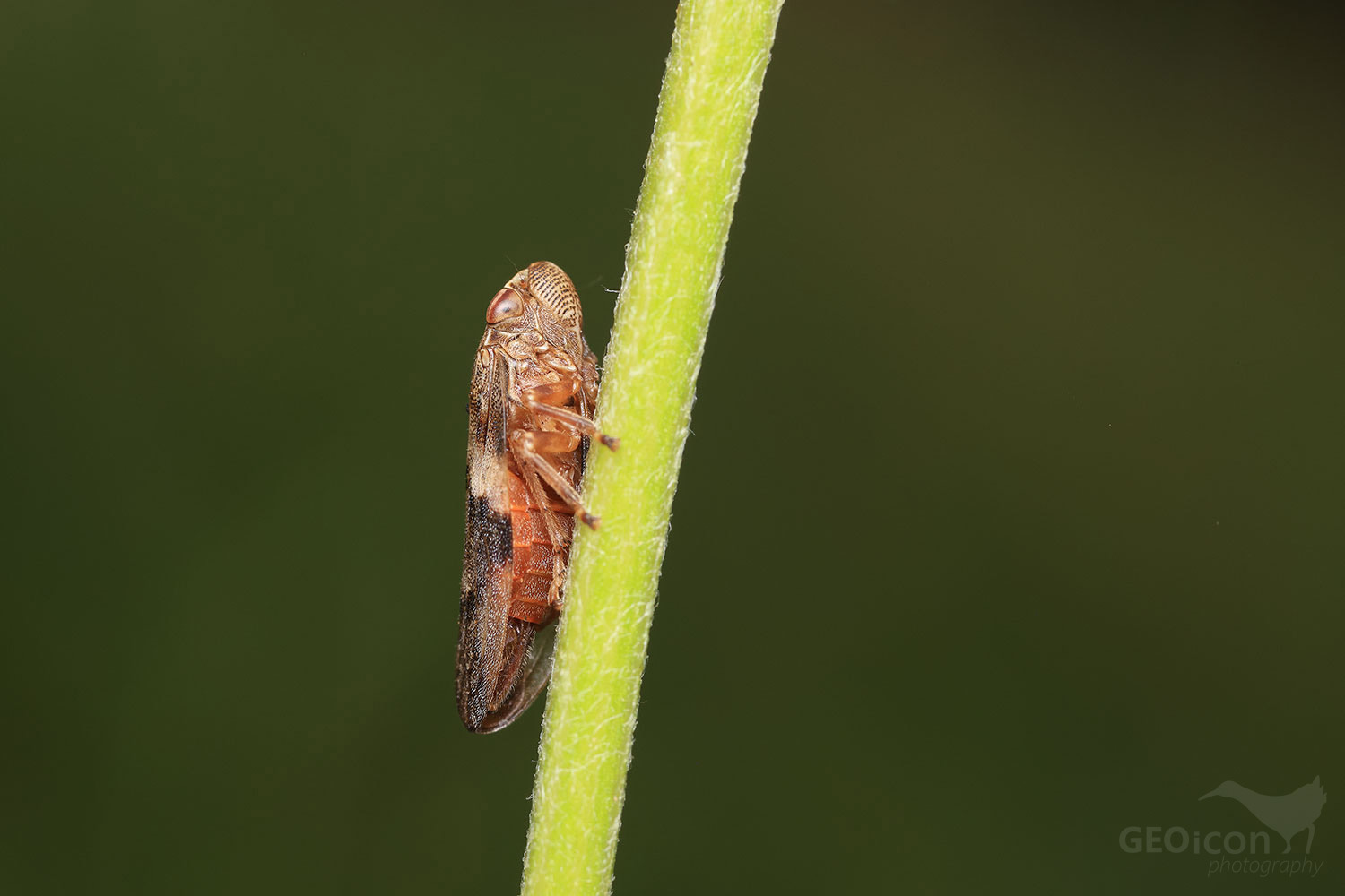 Aphrophora alni