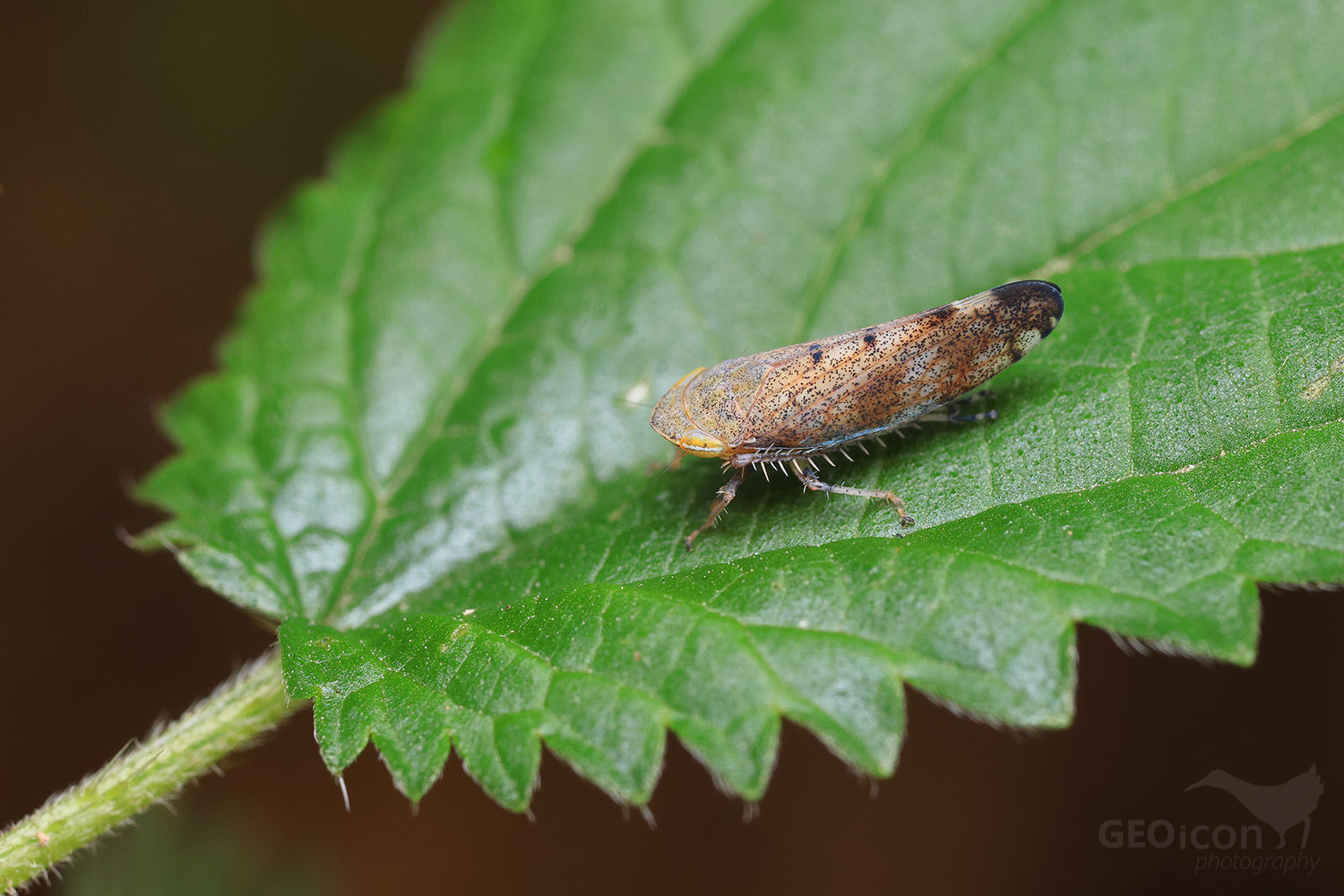 Fieberiella septentrionalis or F. florii