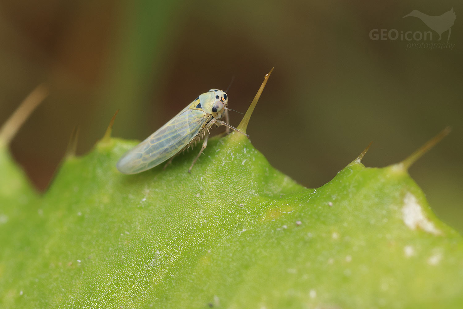 Macrosteles cristatus