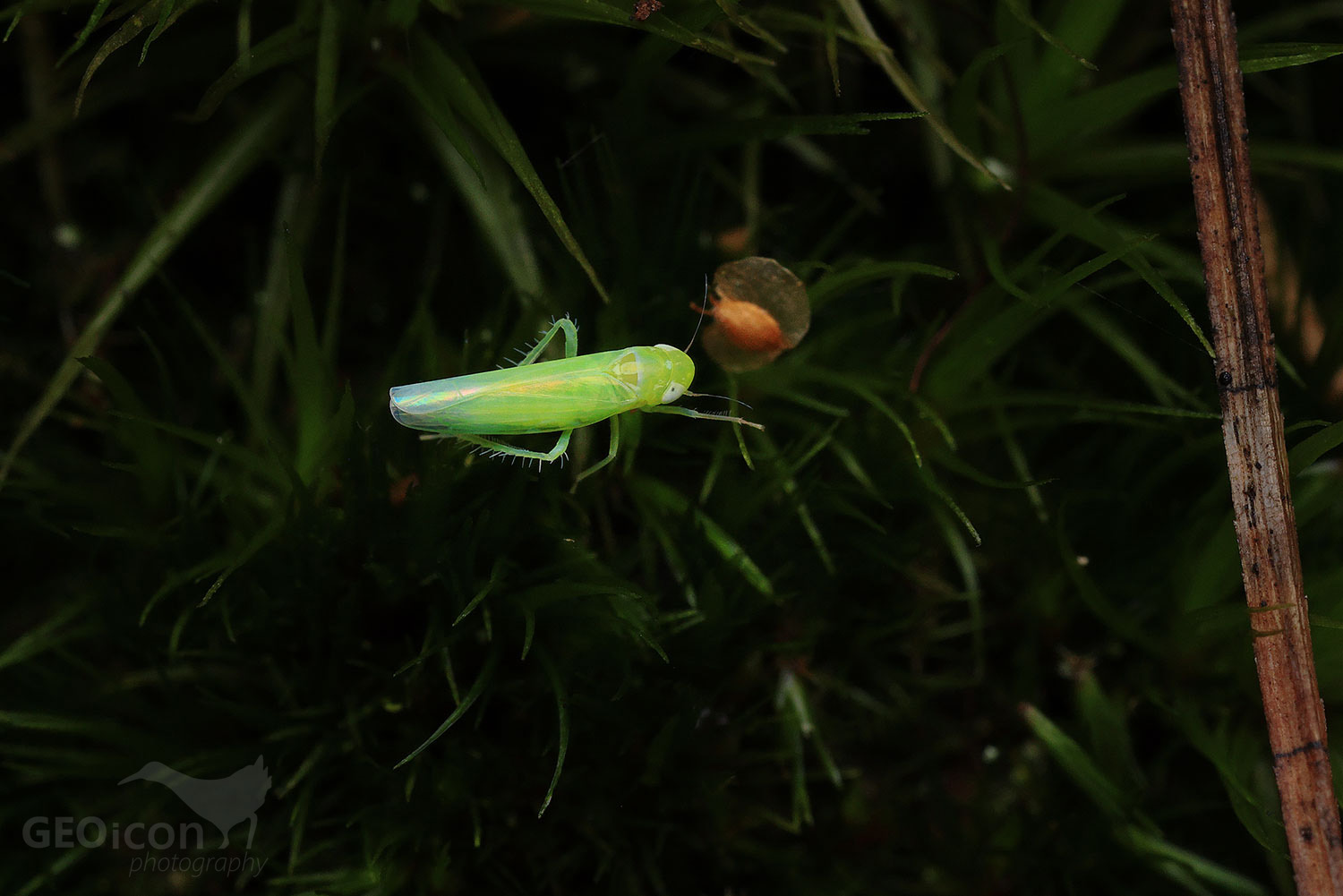 Empoasca decipiens