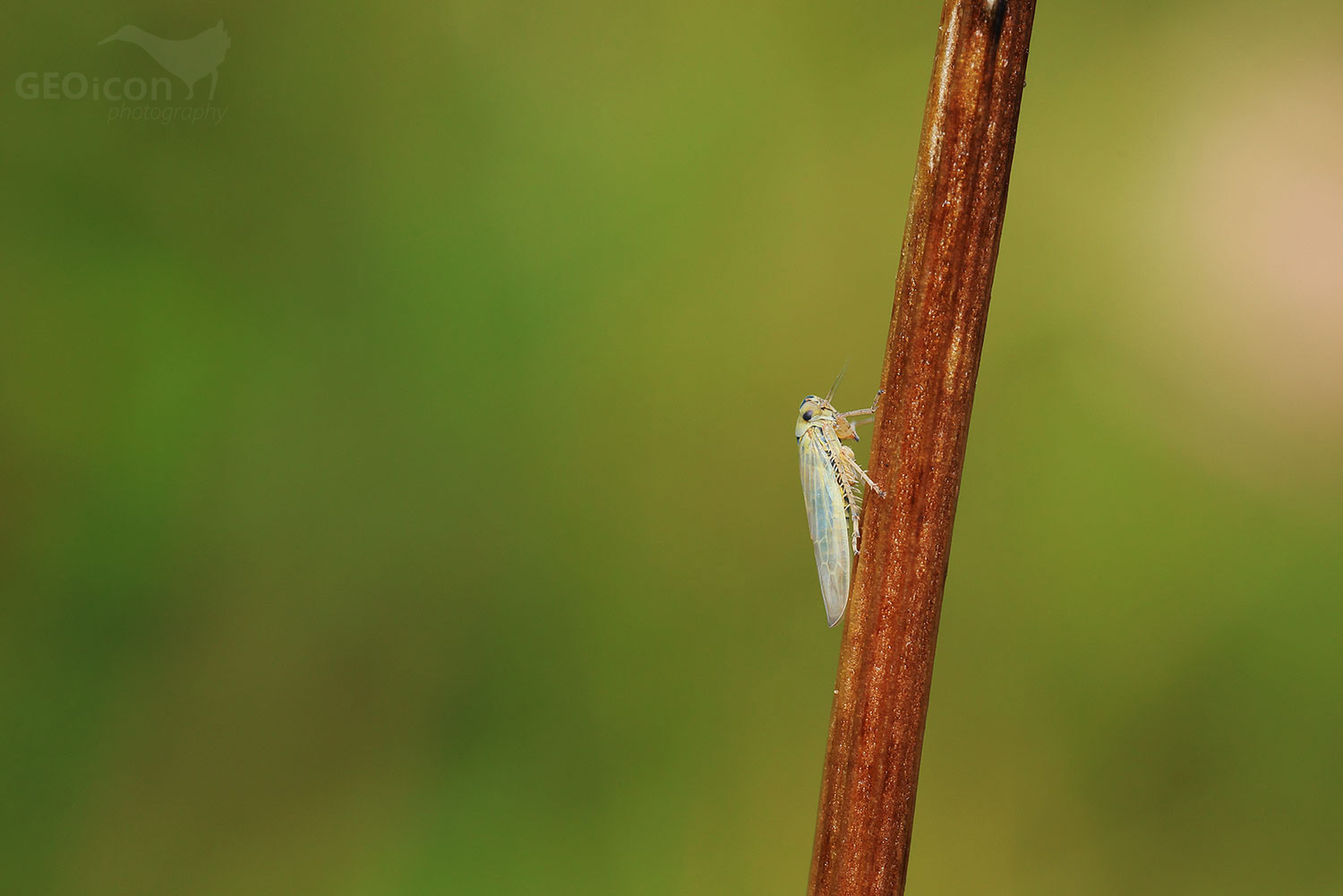 Macrosteles cf. laevis