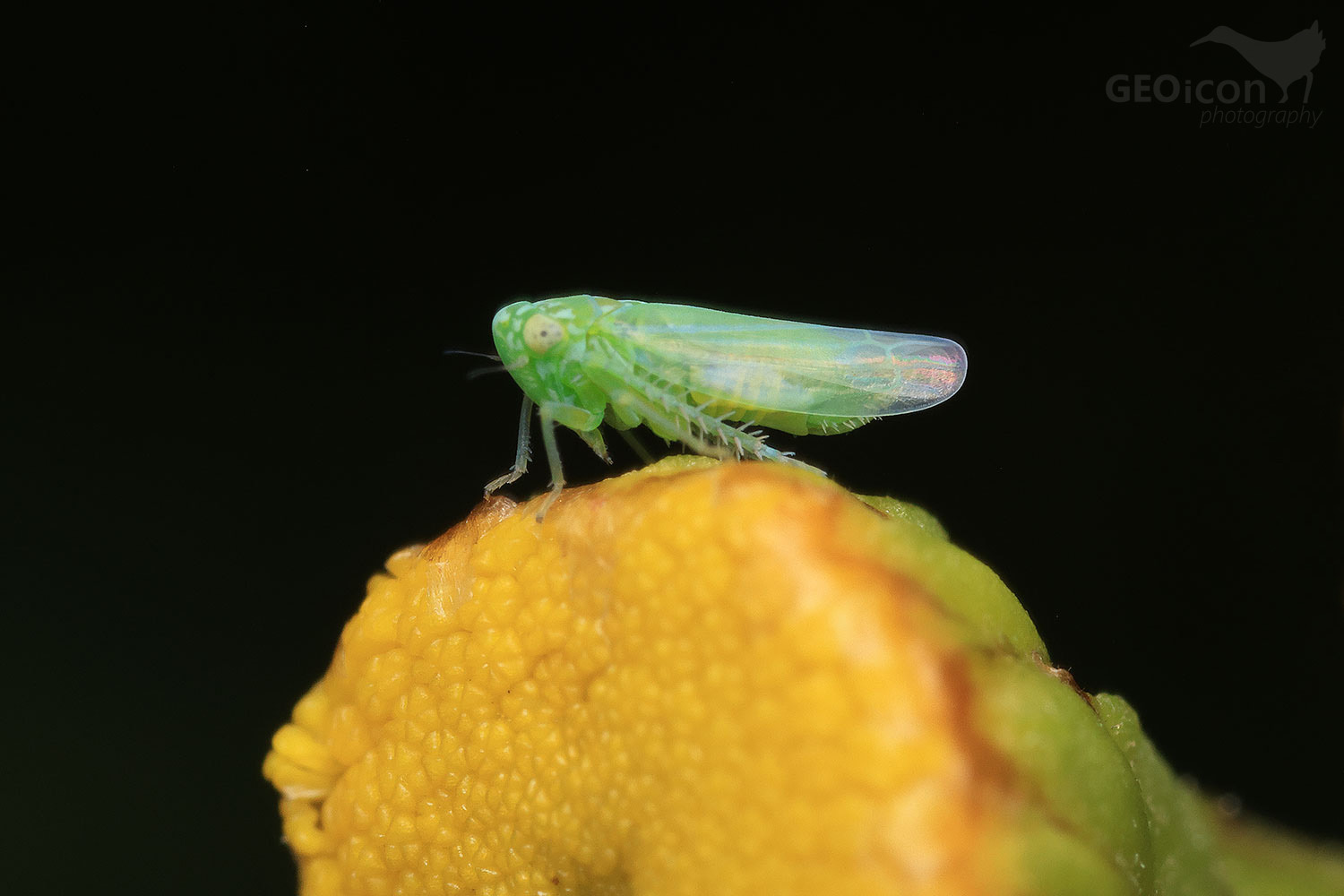 Chlorita paolii