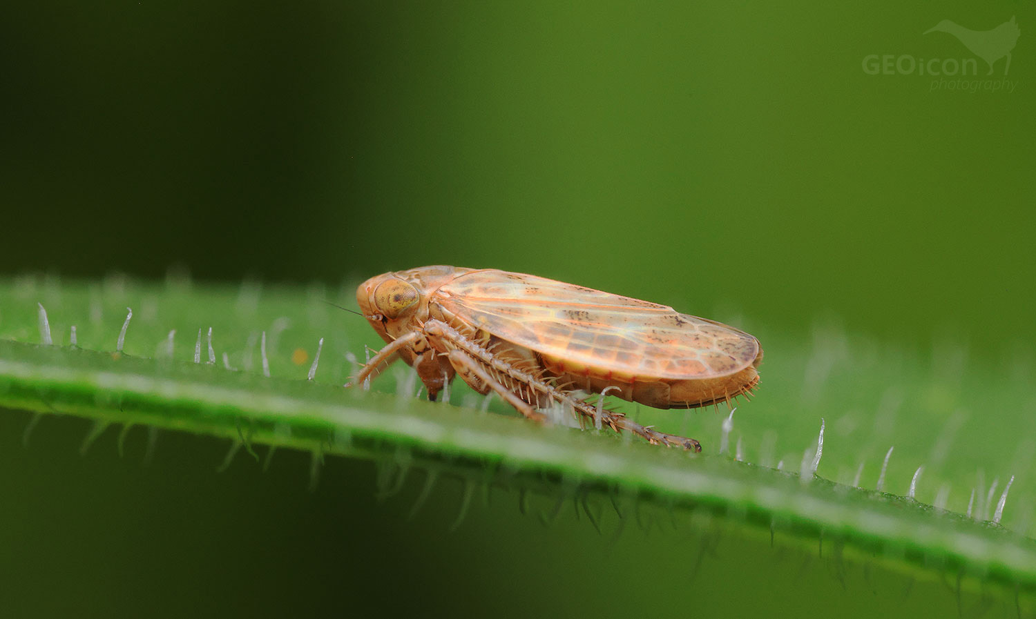 Euscelis incisus