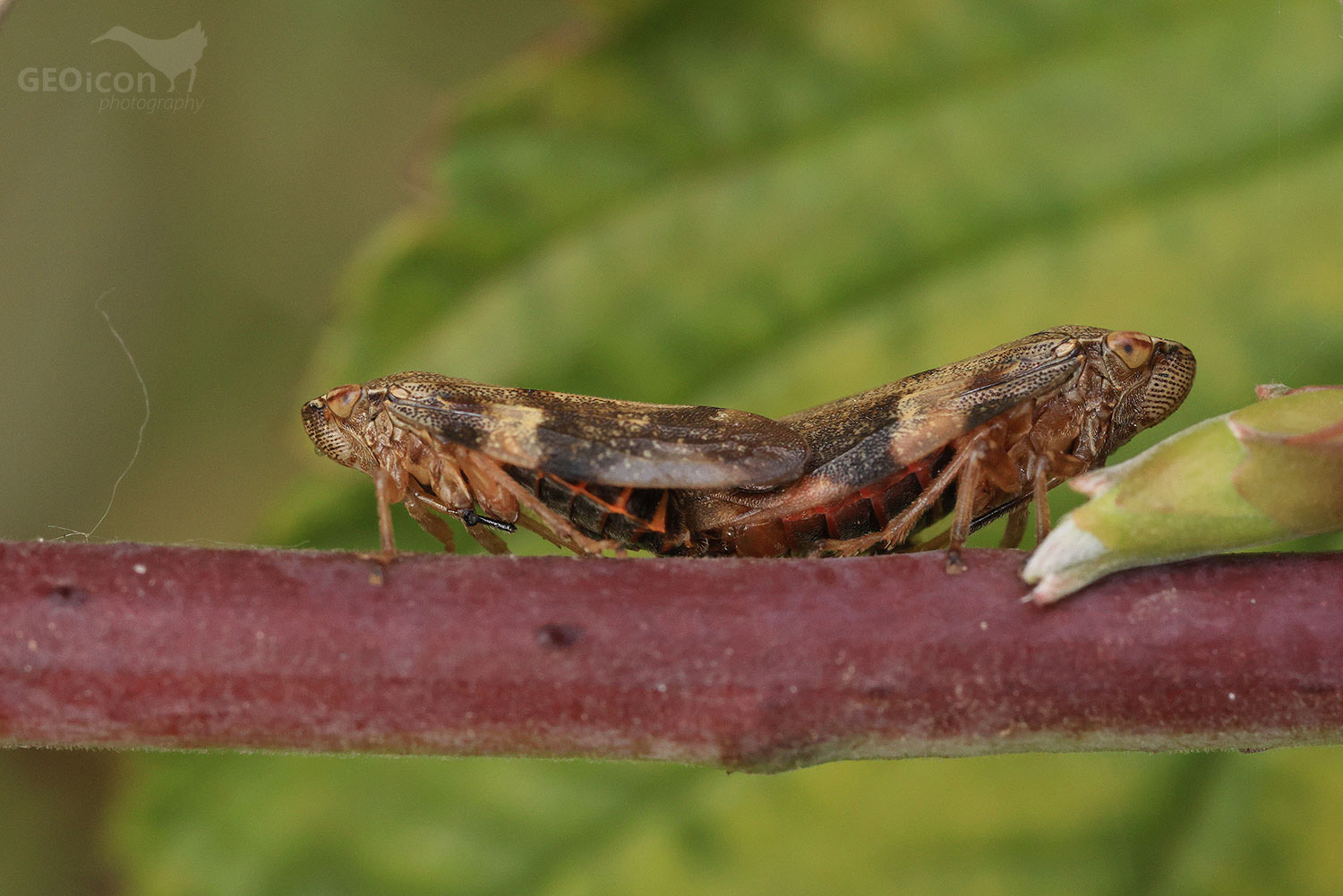Aphrophora alni / pěnodějka olšová