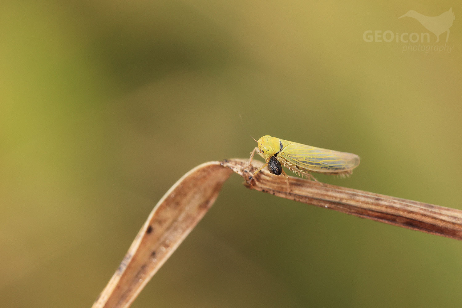 Elymana sulphurella / křísek luční
