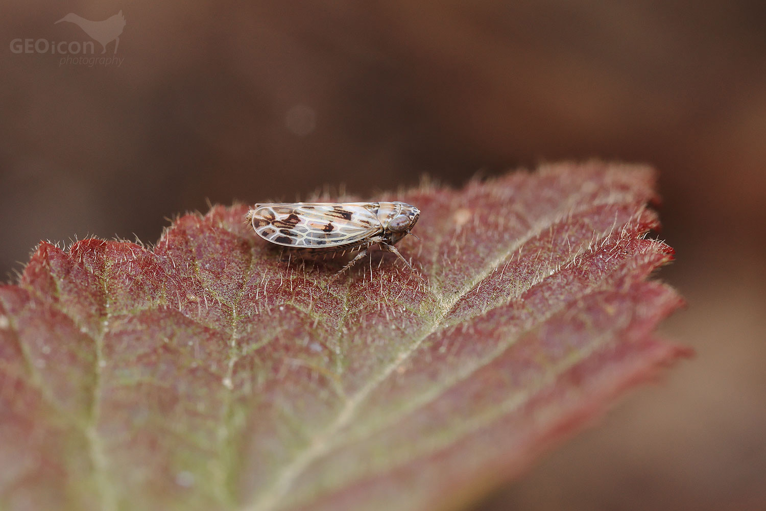 Psammotettix poecilus