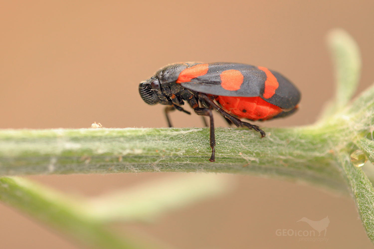 Cercopis vulnerata / pěnodějka červená