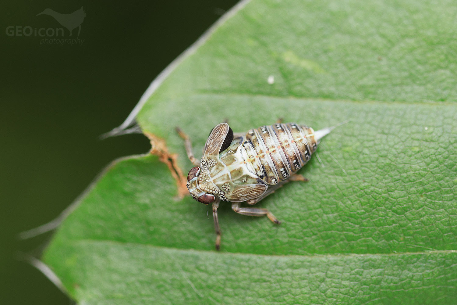 Issus coleoptratus with larva of Hymenoptera Dryinidae