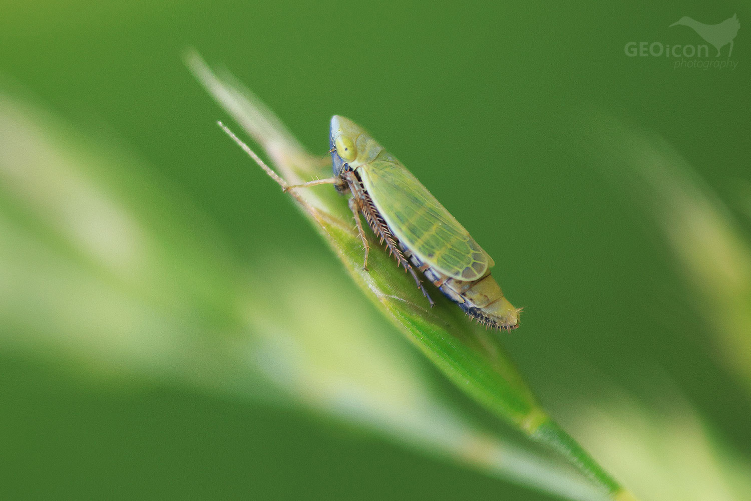 Verdanus abdominalis