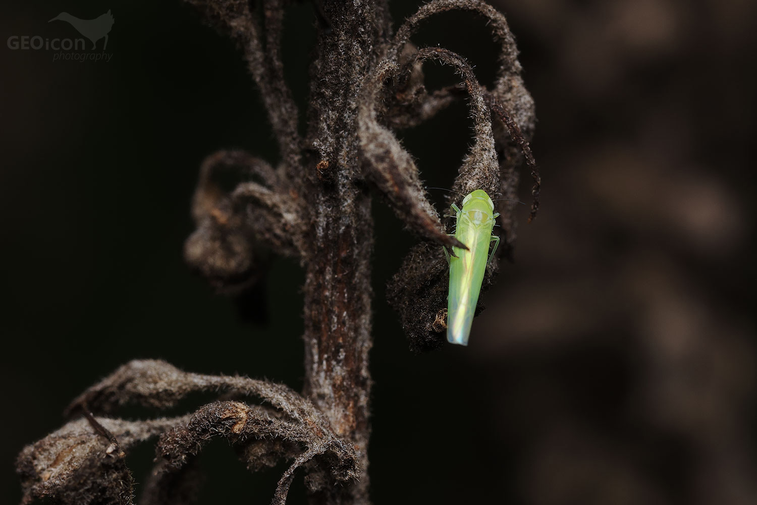 Stenocranus major / ostruhovník sp.