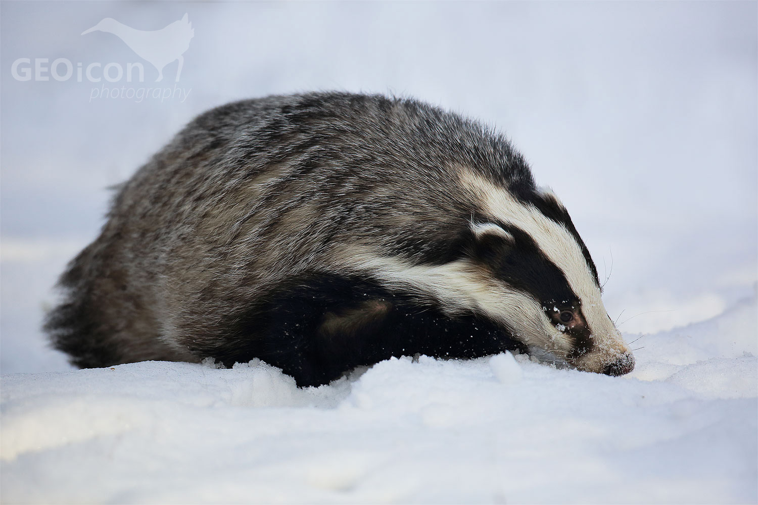 Badger / jezevec lesní (Meles meles)