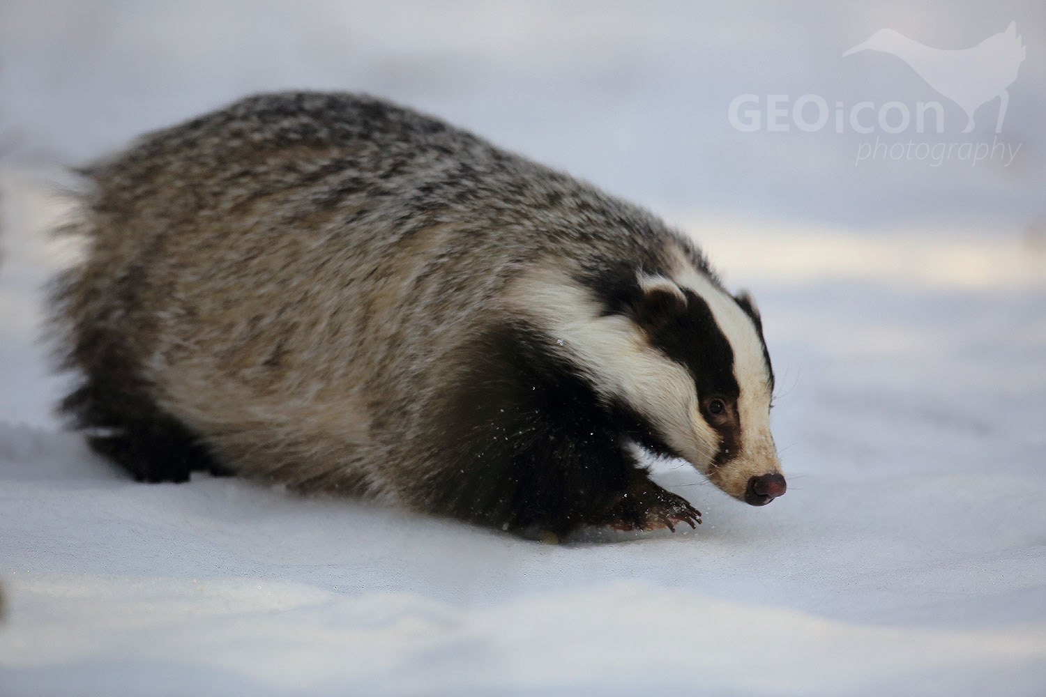 8C4A6876AtitBadger / jezevec lesní (Meles meles)