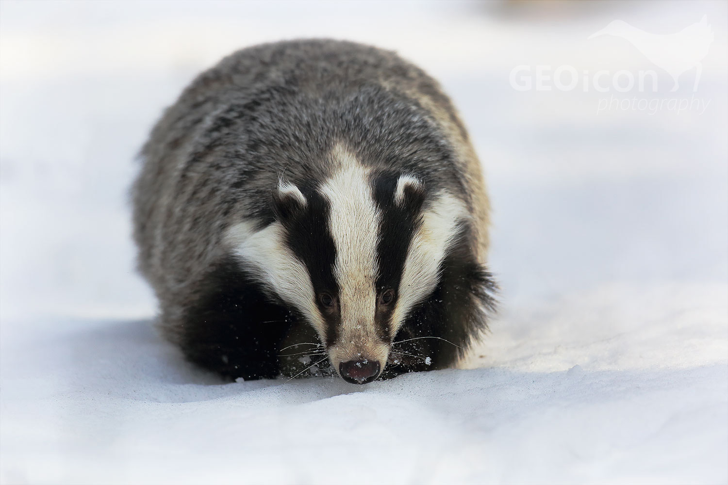 Badger / jezevec lesní (Meles meles)