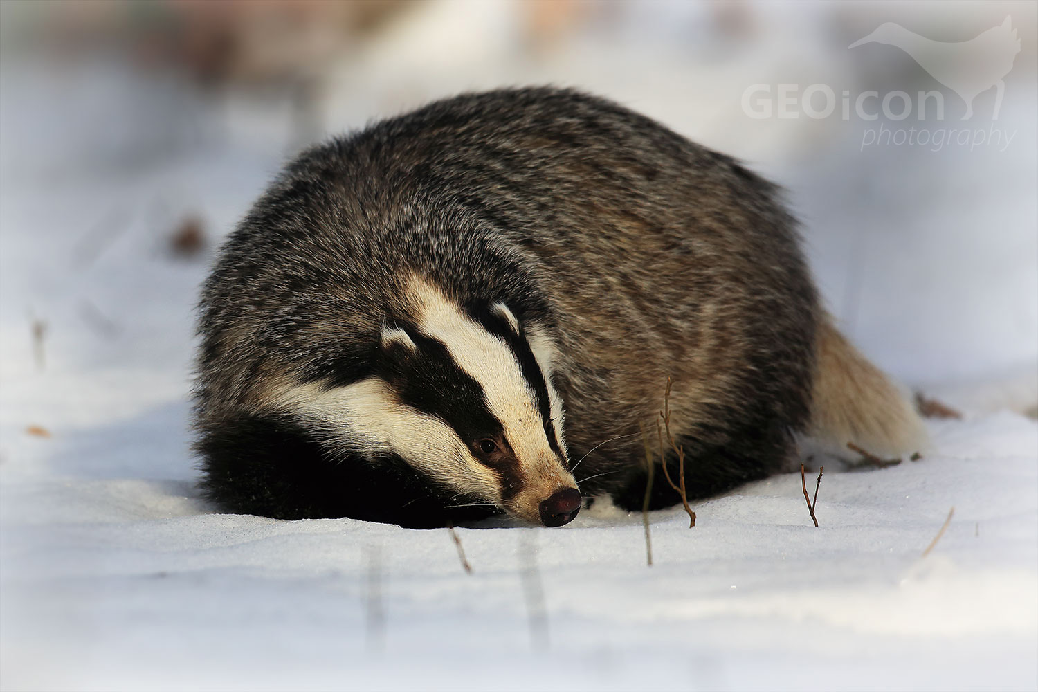 Badger / jezevec lesní (Meles meles)
