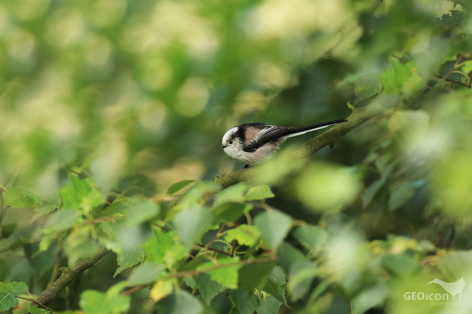 Long-tailed tit / mlynařík dlouhoocasý (Aegithalos caudatus)