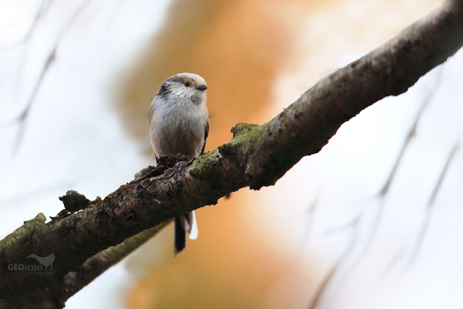 Long-tailed tit / mlynařík dlouhoocasý (Aegithalos caudatus)