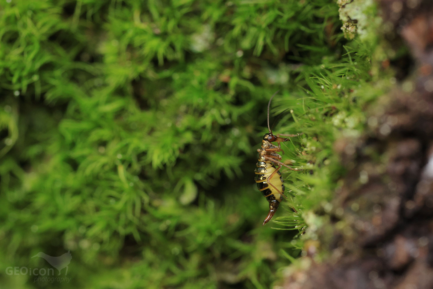 Boreus westwoodi female/ sněžnice lesklá samice