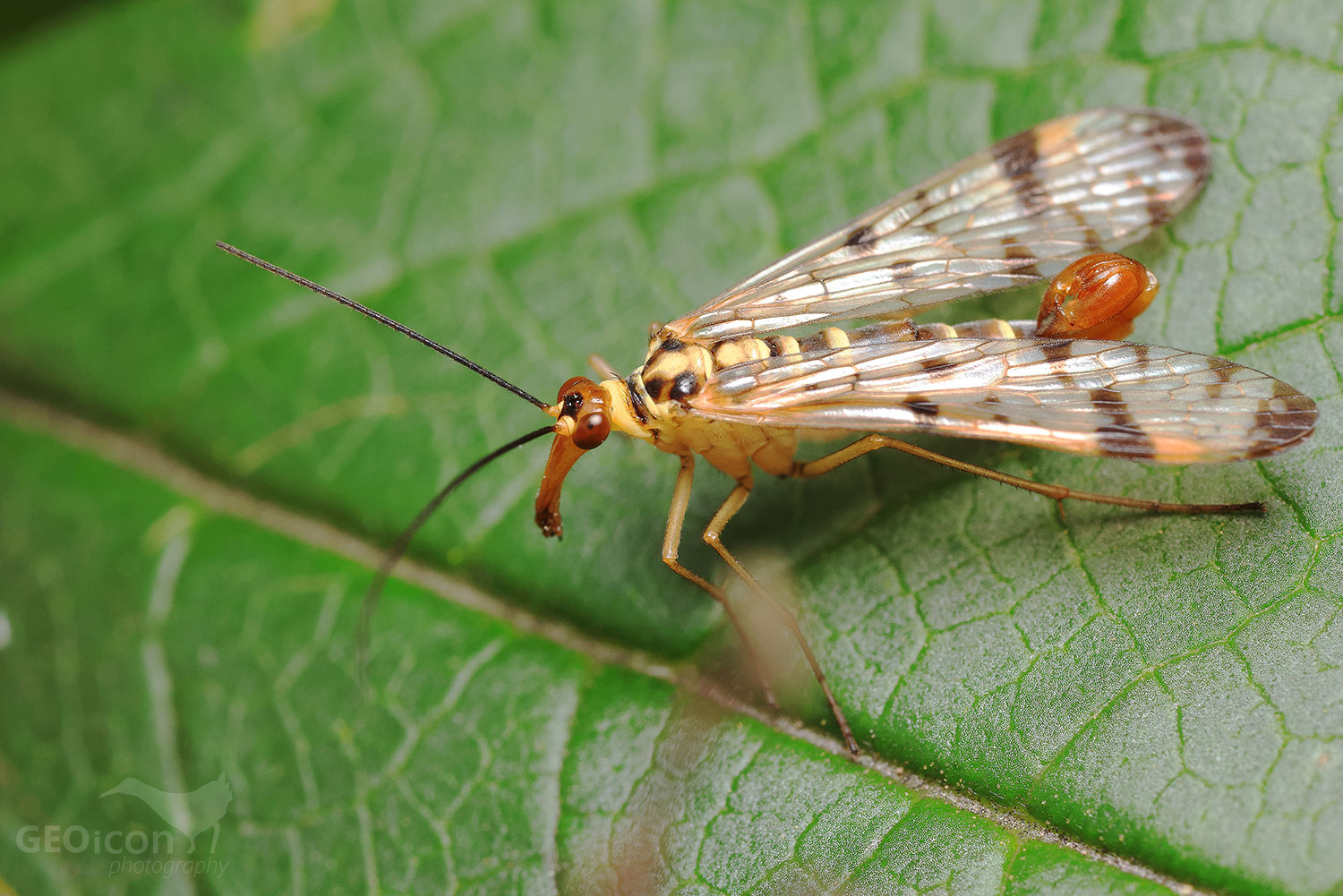 Panorpa vulgaris / srpice běžná