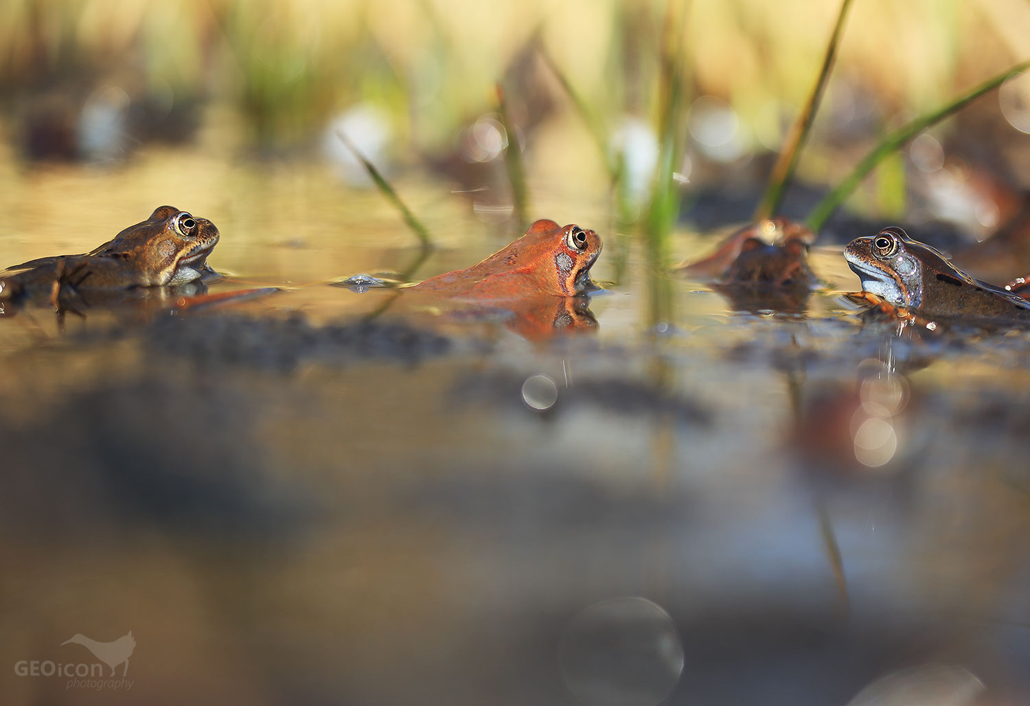 Moor frog / skokan ostronosý (Rana arvalis)