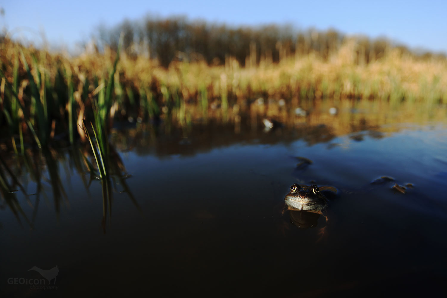 Moor frog / skokan ostronosý (Rana arvalis)
