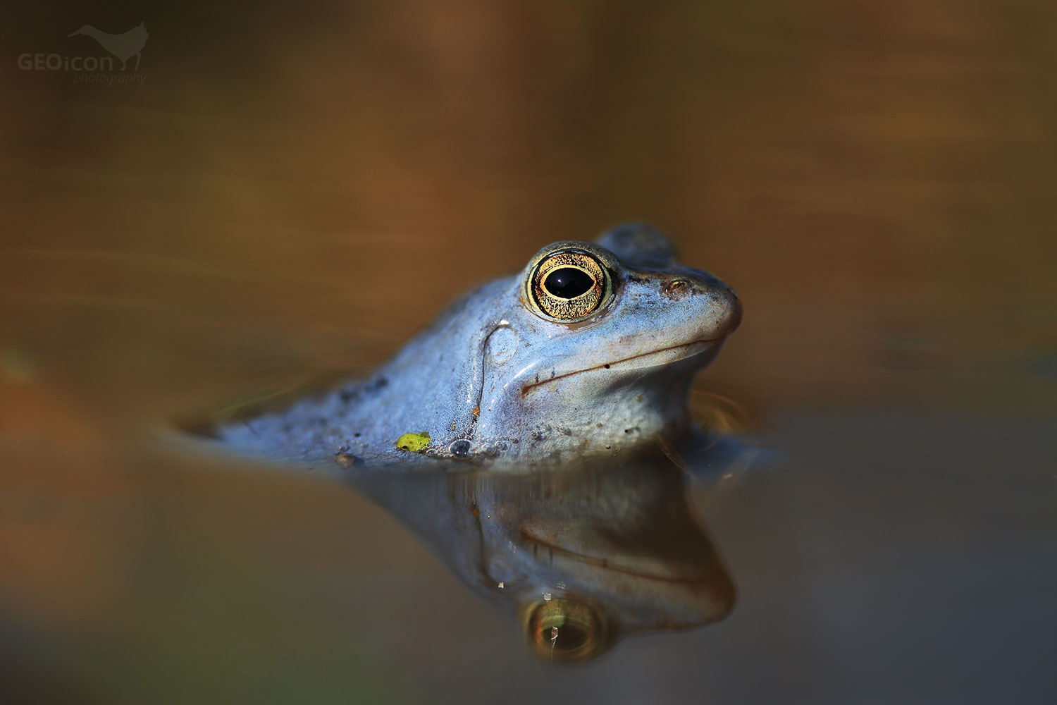 Moor frog / skokan ostronosý (Rana arvalis)
