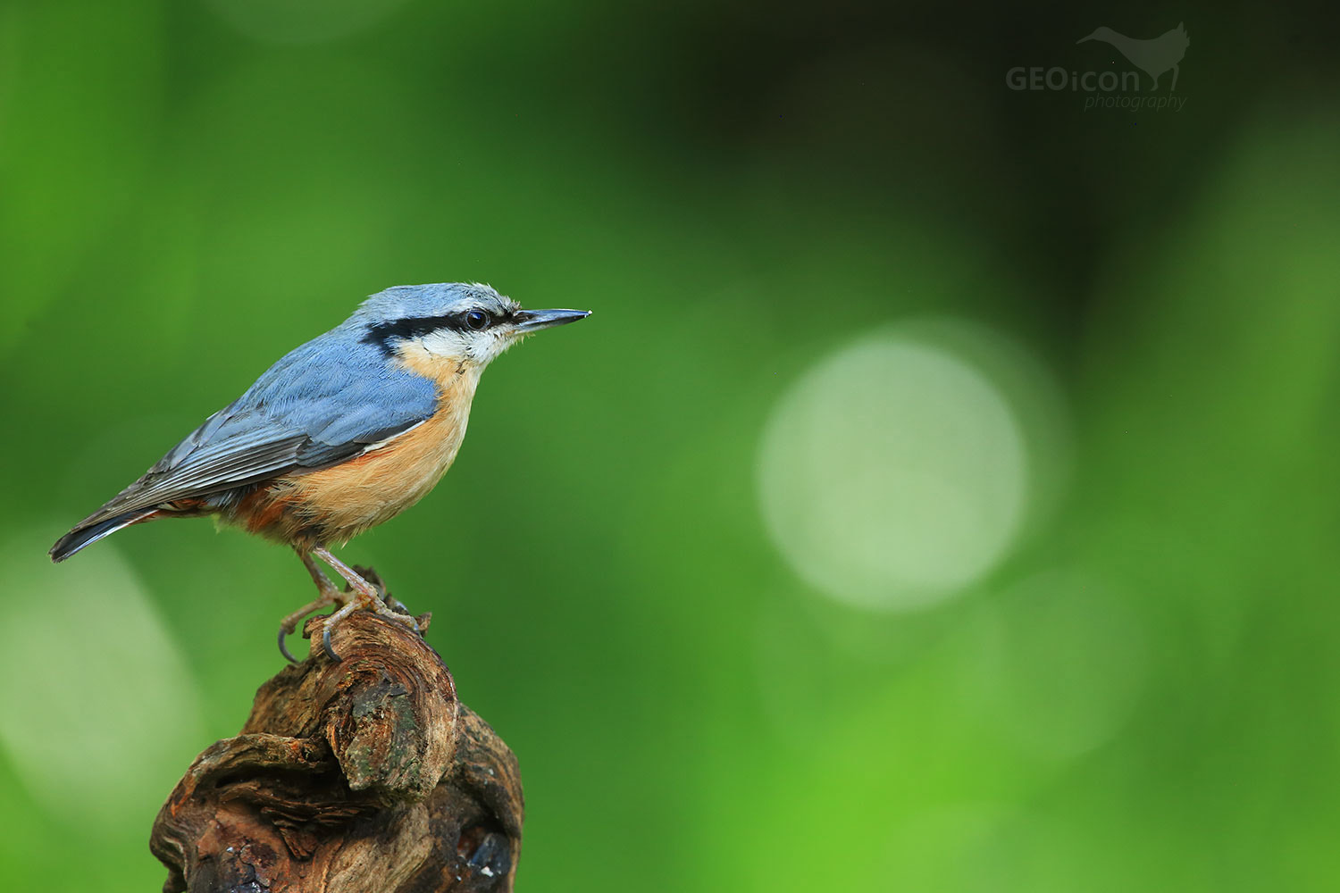 8C4A0035tit