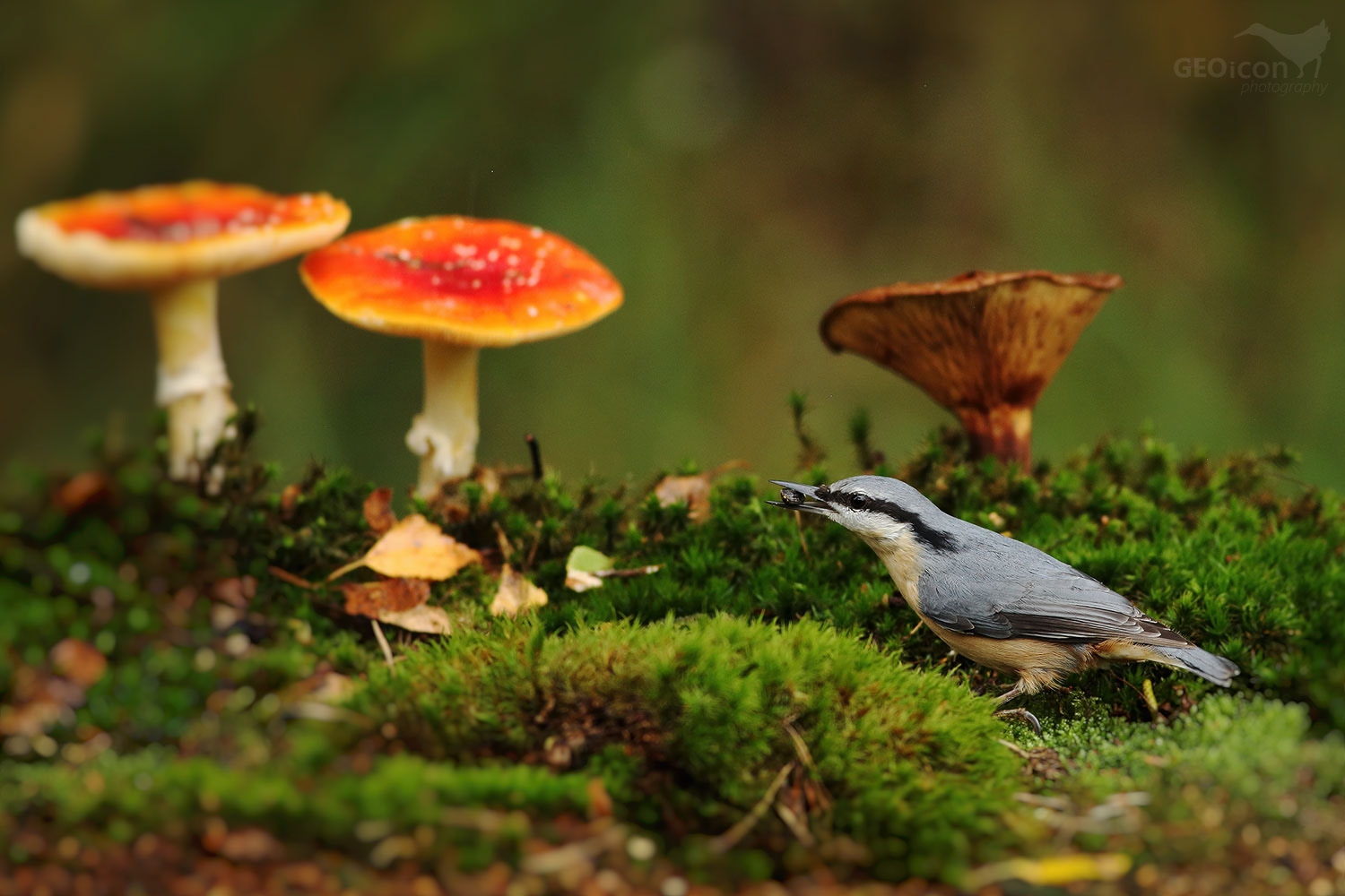 Nuthatch / brhlík lesní (Sitta europaea)