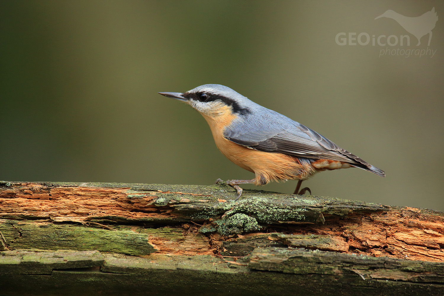 Nuthatch / brhlík lesní (Sitta europaea)
